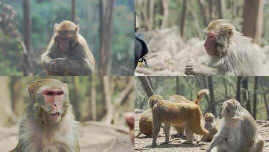 金丝猴 猴子猕猴 自然野生动物高清在线视频素材下载
