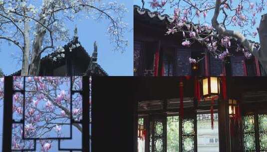 苏州园林春季窗景 耦园玉兰花 苏州春节高清在线视频素材下载