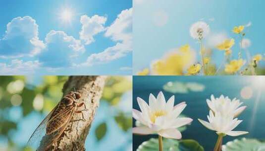 4k 超长夏天空镜头合集高清在线视频素材下载