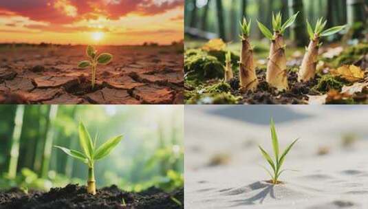春天种子发芽植物万物生长复苏生命生机勃勃高清在线视频素材下载