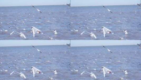 海面上海鸥飞翔高清在线视频素材下载
