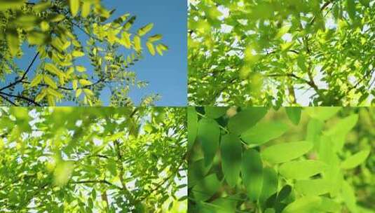 阳光下的绿色树叶高清在线视频素材下载