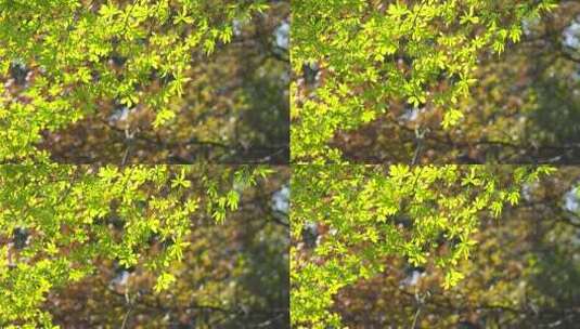 植物 绿色 森林 户外 治愈 自然 大自然高清在线视频素材下载