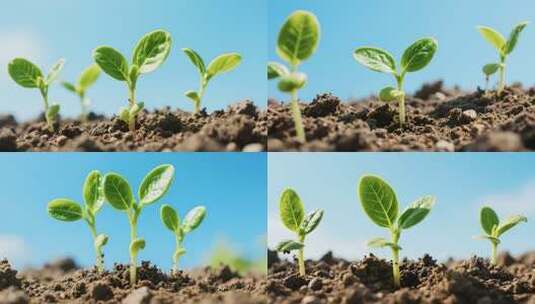 土壤中生长的嫩绿植物高清在线视频素材下载