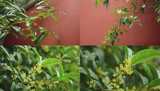 唯美写意意境空镜头秋分雨天桂花树叶意境高清在线视频素材下载