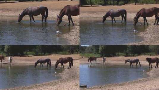 在池塘里饮水的马高清在线视频素材下载