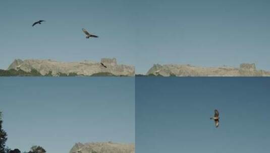 鹰在天上飞翔高清在线视频素材下载