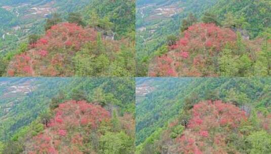 航拍高山杜鹃花9高清在线视频素材下载