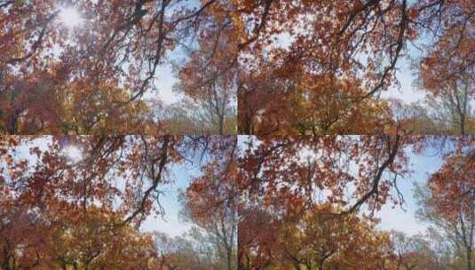4K高清实拍秋季枫叶枫树林高清在线视频素材下载