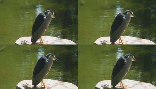 动物园里的鸟类高清在线视频素材下载