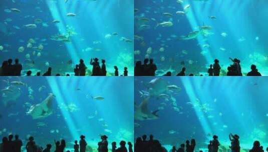 游客们在水族馆里观赏的背影高清在线视频素材下载