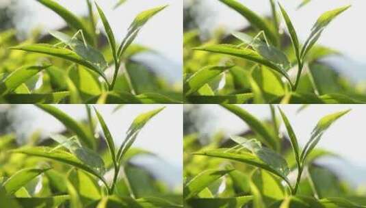 茶叶上的蚱蜢特写镜头高清在线视频素材下载