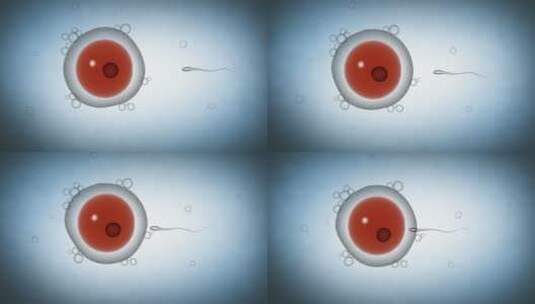 精子使卵子受精后形成合子。高清在线视频素材下载