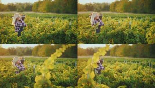 女农民带着一篮子葡萄沿着葡萄园走出高清在线视频素材下载