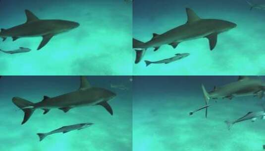 海底的两条鲨鱼高清在线视频素材下载