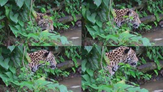 美洲豹穿过丛林中的一条河高清在线视频素材下载