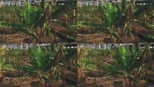 香蕉树(低空航拍)高清在线视频素材下载