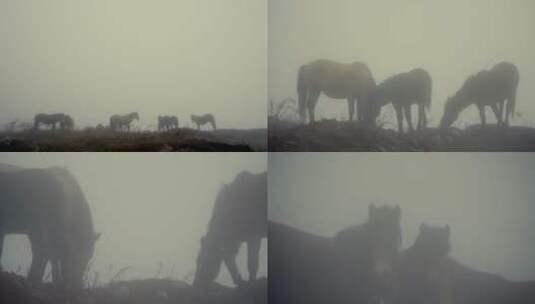 雾中马群高清在线视频素材下载