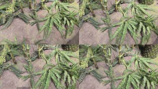 古代植物远古植物标本还原高清在线视频素材下载