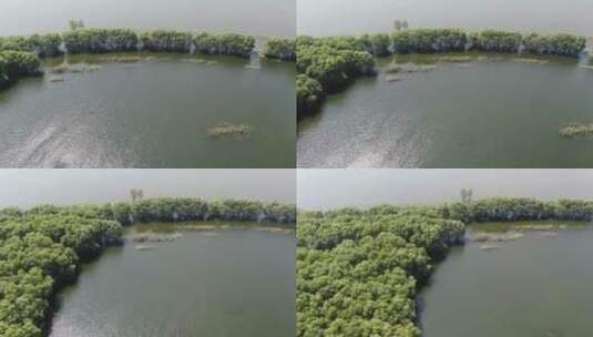 湖南岳阳洞庭湖水上森林航拍高清在线视频素材下载