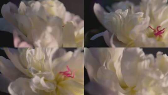 微距鲜花摄影富贵芍药洋牡丹高清在线视频素材下载