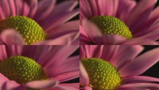 鲜花雏菊非洲菊的花蕊花粉高清在线视频素材下载
