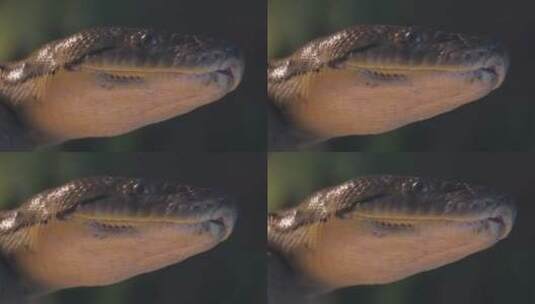 丛林蟒蟒蛇舌头蛇皮蛇蜕鳞片特写高清在线视频素材下载