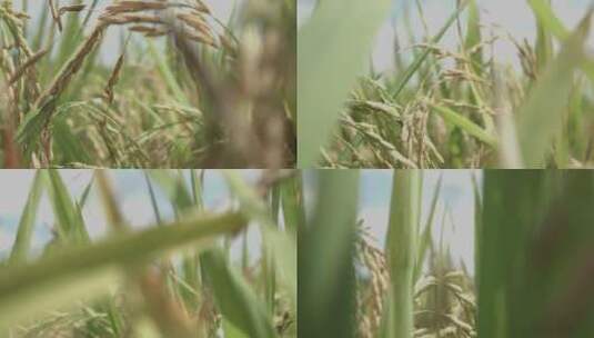 水稻慢镜头高清在线视频素材下载