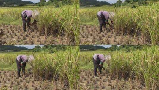 农村手工收水稻4K实拍视频高清在线视频素材下载