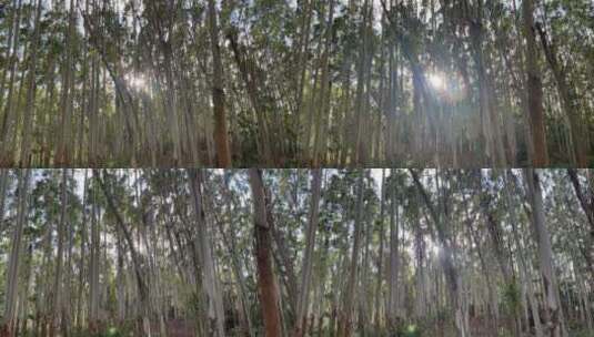 树木4K实拍视频高清在线视频素材下载