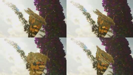 蝴蝶在花上行走高清在线视频素材下载
