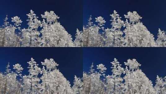 大兴安岭冬季原始森林银装素裹高清在线视频素材下载