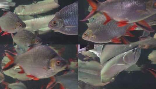 银龙鱼鱼鳞金龙鱼鱼缸高清在线视频素材下载