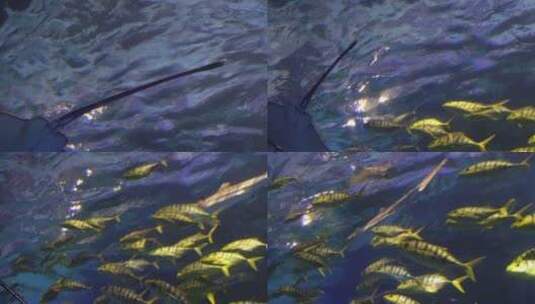 水下鱼群海洋鱼类海底世界高清在线视频素材下载