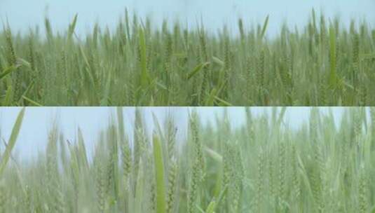 麦子麦浪春天微风素材高清在线视频素材下载