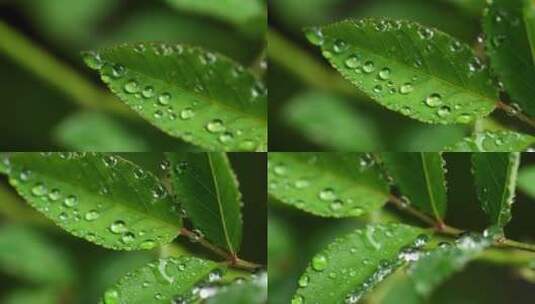 斜风细雨中腊梅树嫩叶上水珠水滴唯美视频高清在线视频素材下载