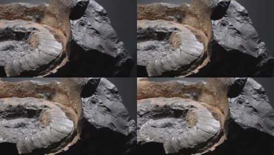 鹦鹉螺远古史前海洋生物化石高清在线视频素材下载