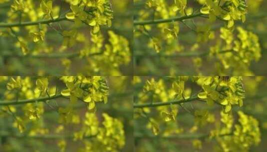 实拍油菜花鲜花花朵植物高清在线视频素材下载