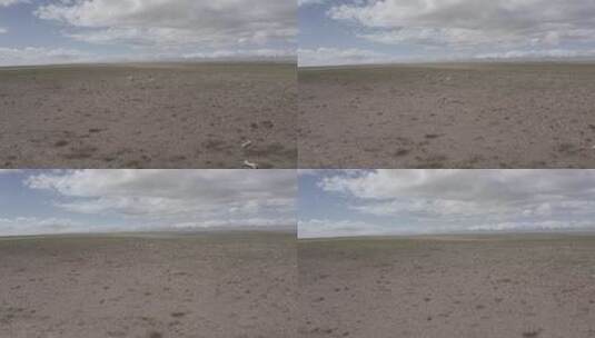 青海可可西里藏羚羊奔跑航拍05高清在线视频素材下载