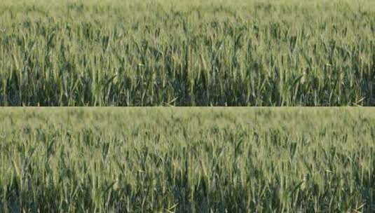 绿色小麦高清在线视频素材下载