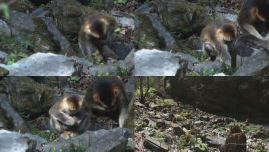 金丝猴捡地上的食物1高清在线视频素材下载