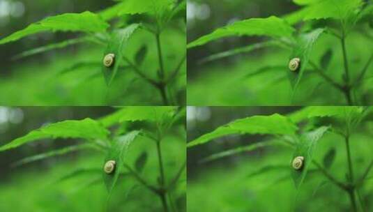 林下参叶子上的蜗牛高清在线视频素材下载