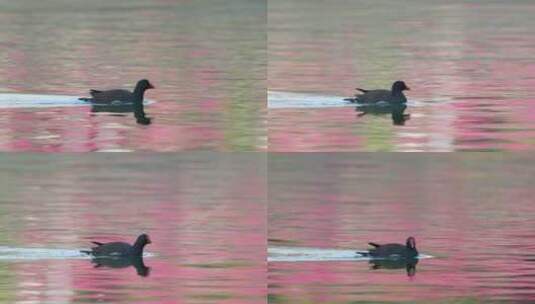 【正版4K素材】黑水鸡游水升格视频高清在线视频素材下载