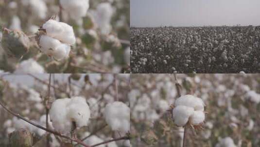 新疆棉棉花田里各种形态的棉花 长绒棉升格高清在线视频素材下载