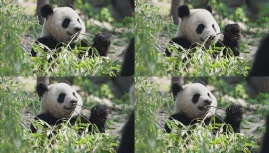 一只大熊猫在吃竹子高清在线视频素材下载