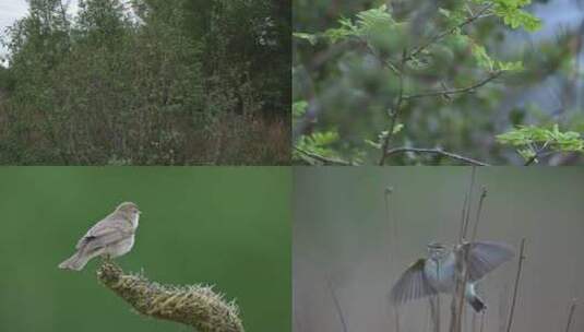 野外森林树枝上的小鸟高清在线视频素材下载