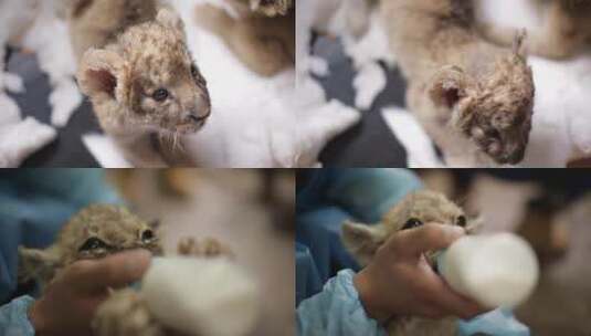 小狮子幼崽吃奶 人工喂养人工繁殖高清在线视频素材下载