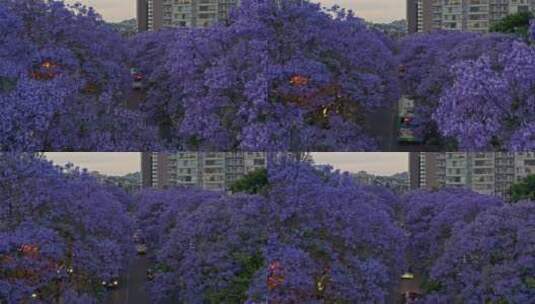 夜幕降临时昆明教场中路蓝花楹航拍高清在线视频素材下载