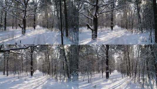 冬季森林中的道路高清在线视频素材下载