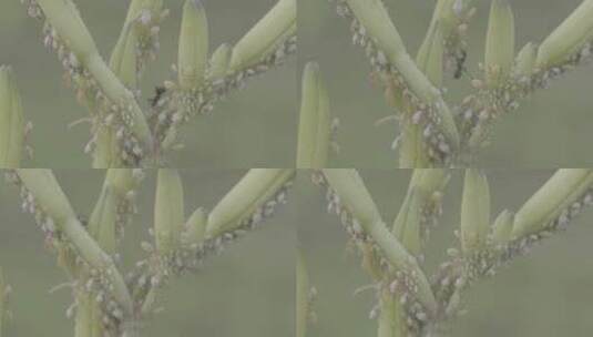 农作物病虫害LOG高清在线视频素材下载